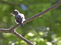 Flycatchers 3399
